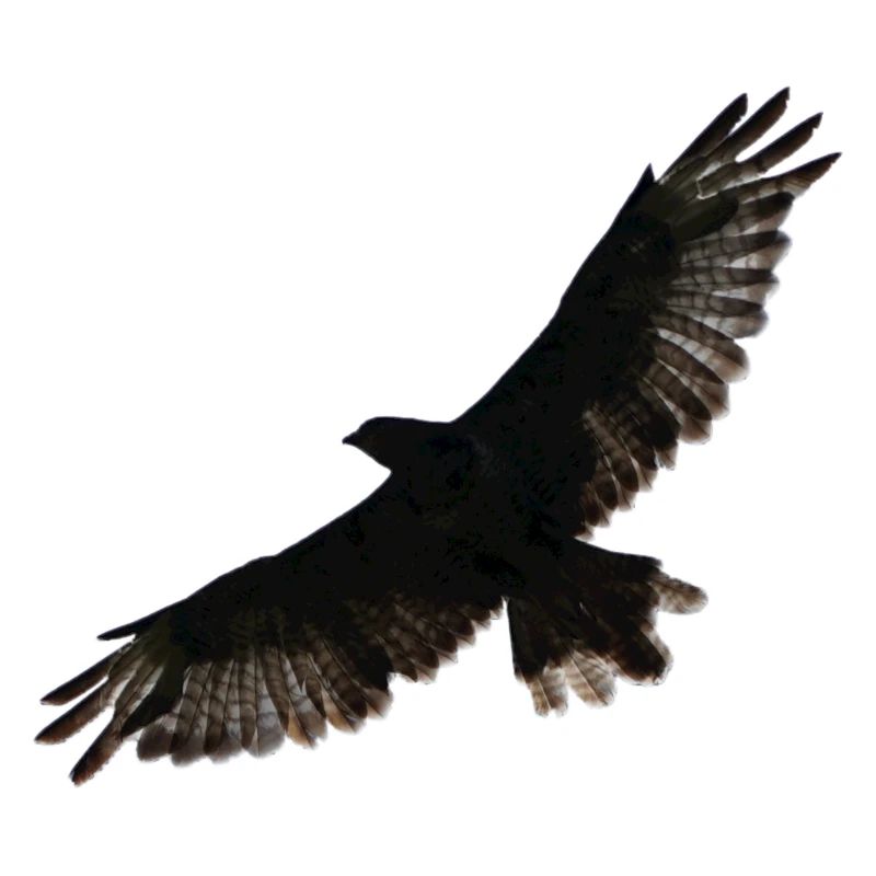 Oiseau de proie buse buzzard oiseau