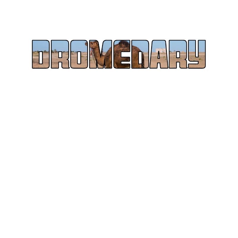 Dromadaire