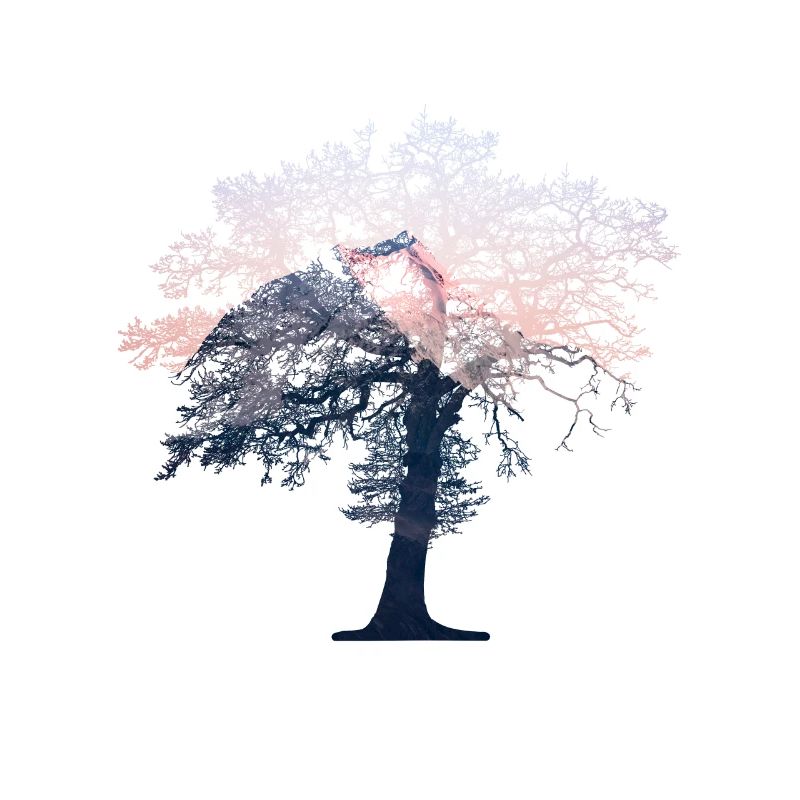 tree double exposure forest