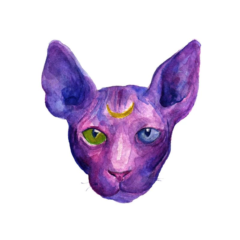 Sphynx Katze
