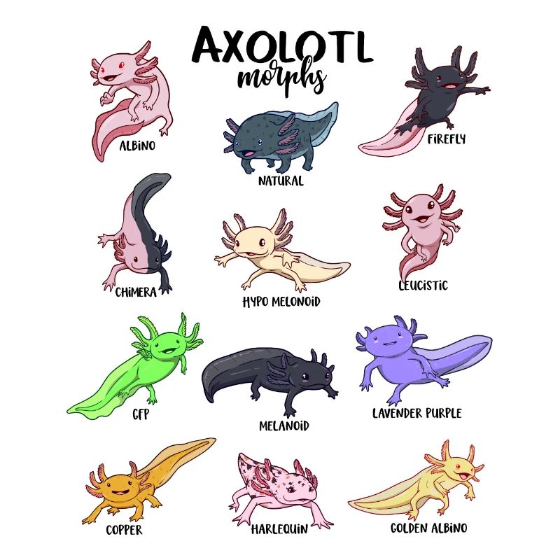 Various Kawaii Axolotls