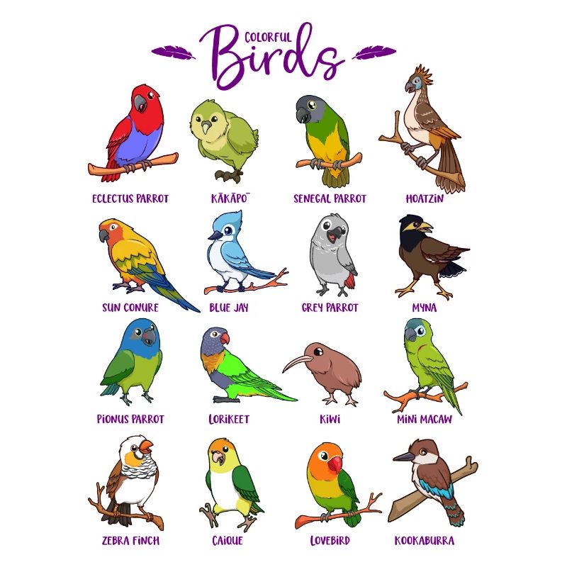 Différents oiseaux de dessin animé