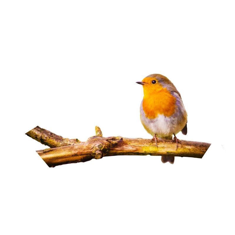 Robin