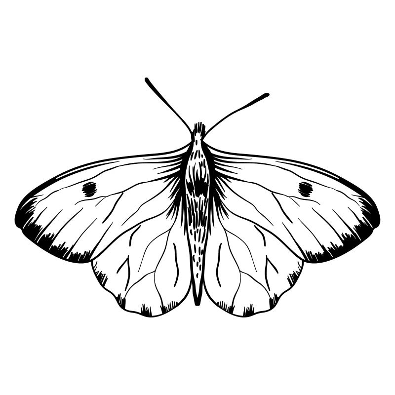 Vintage, Butterfly, Black, Insekten, Sketch