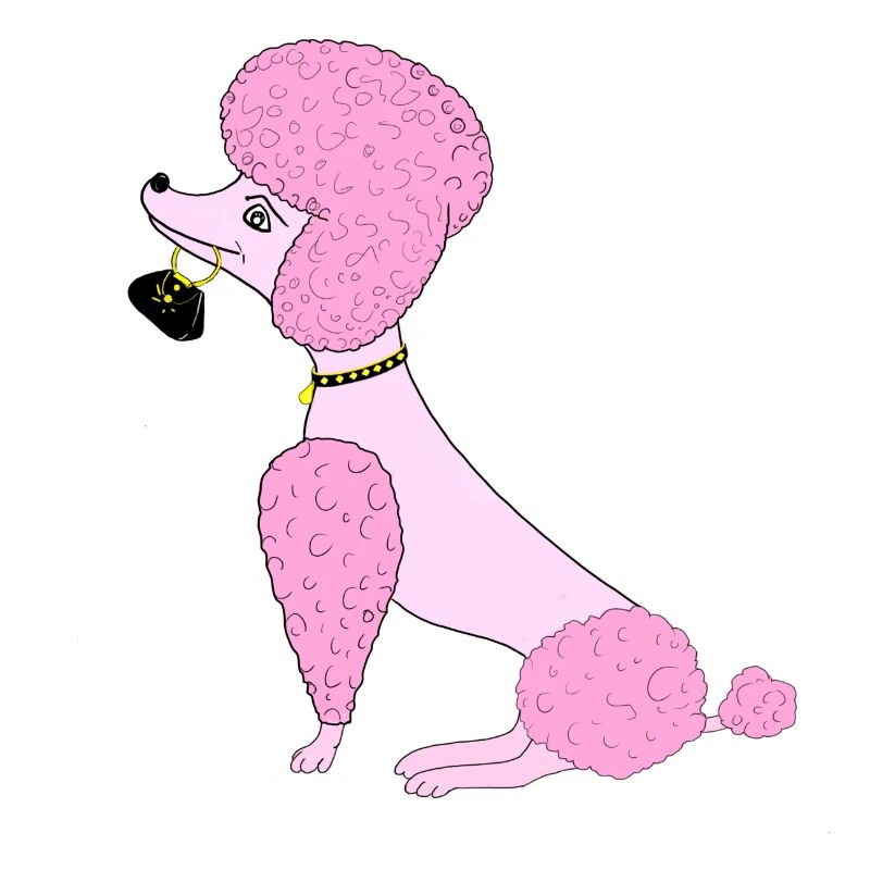 caniche