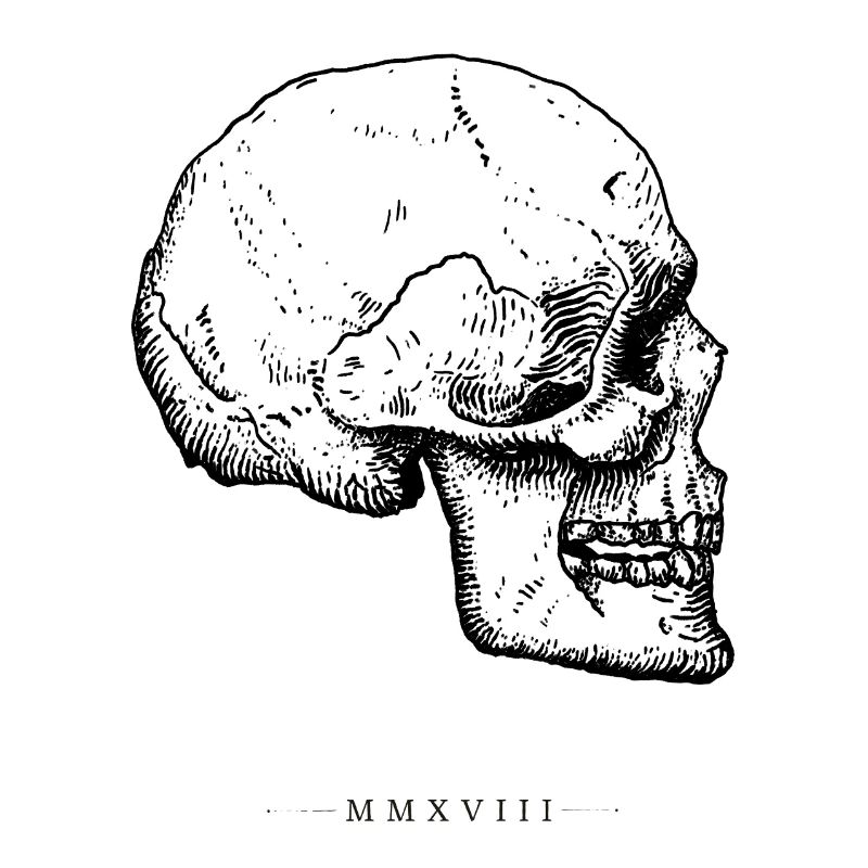 Schädel Knochen 2018 Anatomie