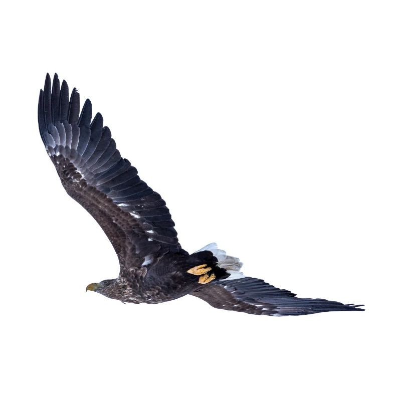 sea eagle