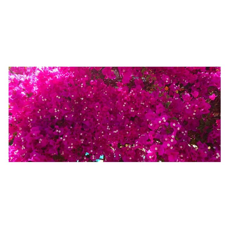 Bugambilia espectatular rosa Blüten