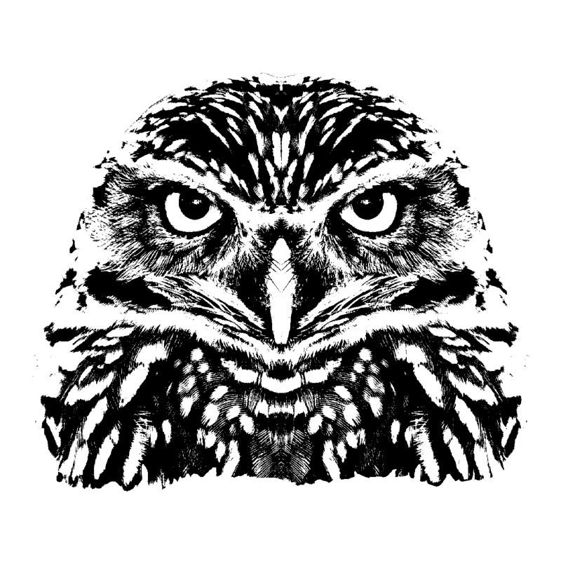 Die Eule / The Owl
