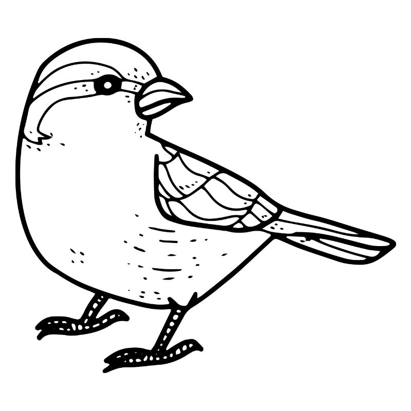 Moineau / Perperling
