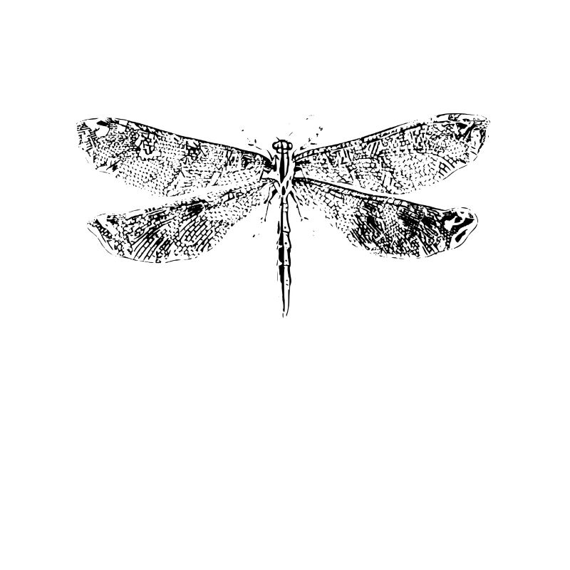 Libellule