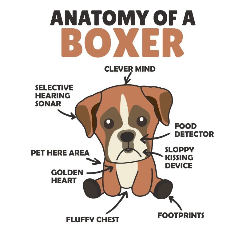 Anatomie eines Boxer süße Hunde Welpe