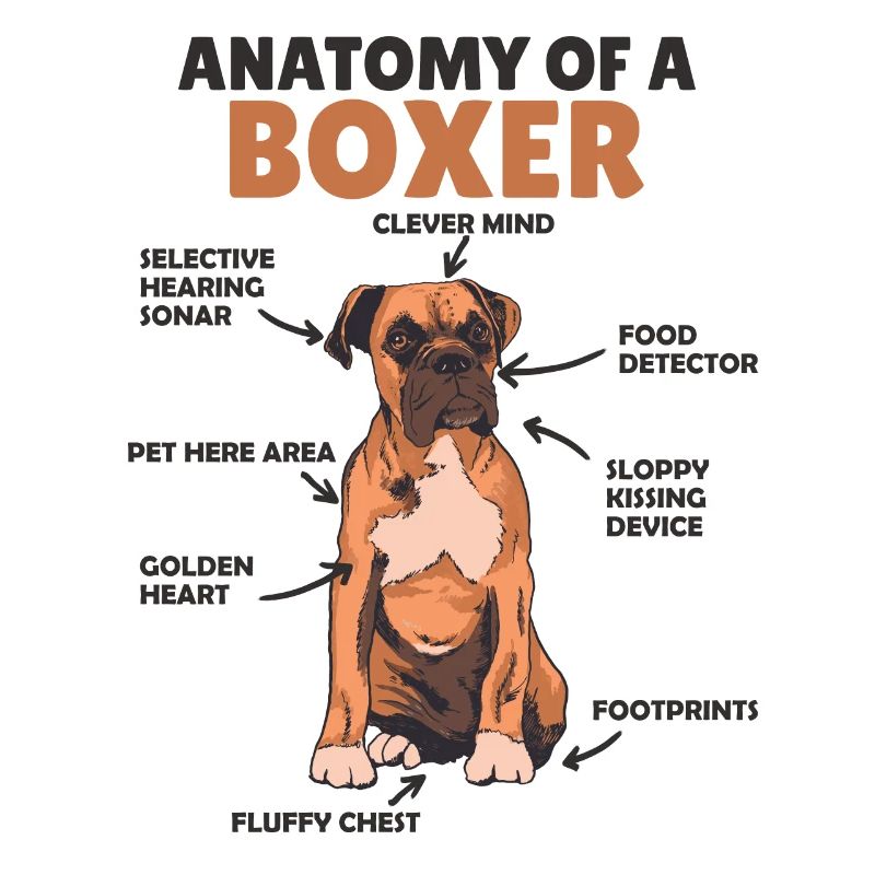 Anatomie eines Boxer süße Hunde Welpe
