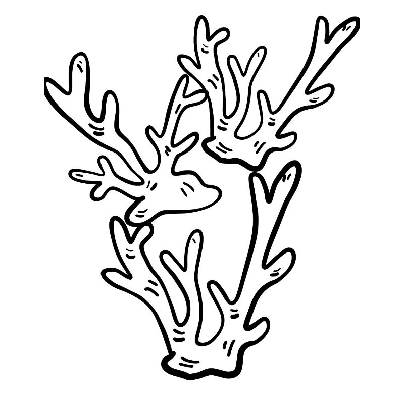 Corail - Acropora