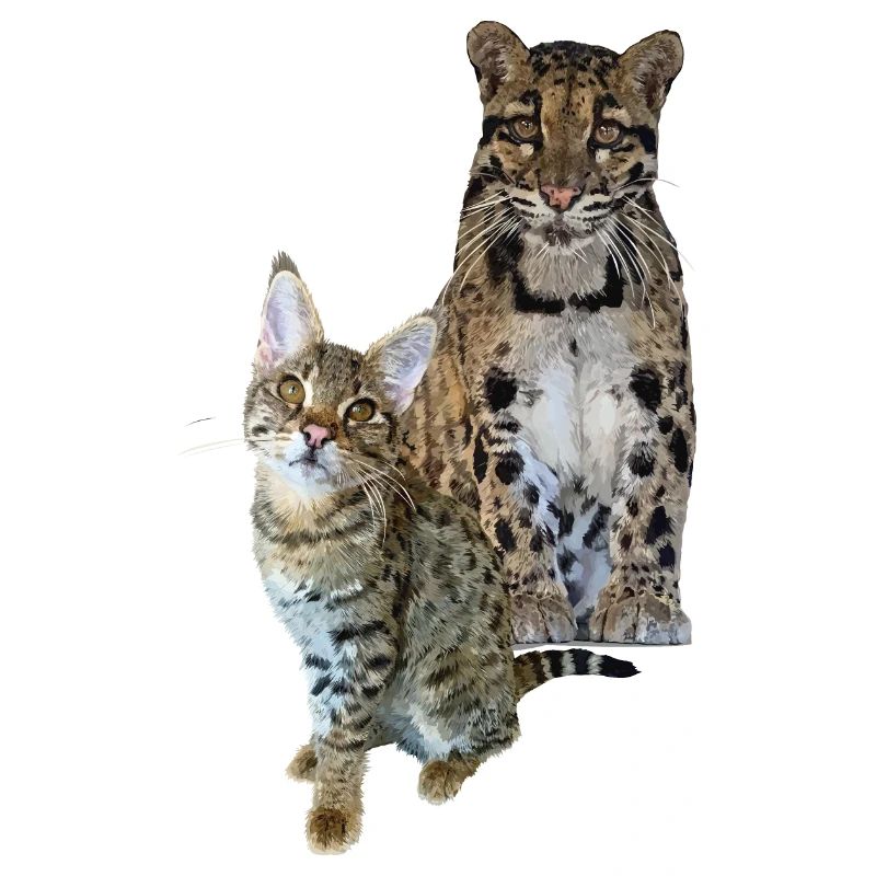 Panthère nébuleuse et chat