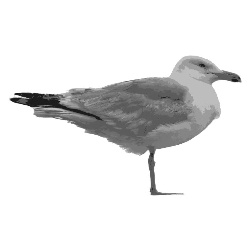 Seagull design gift idea