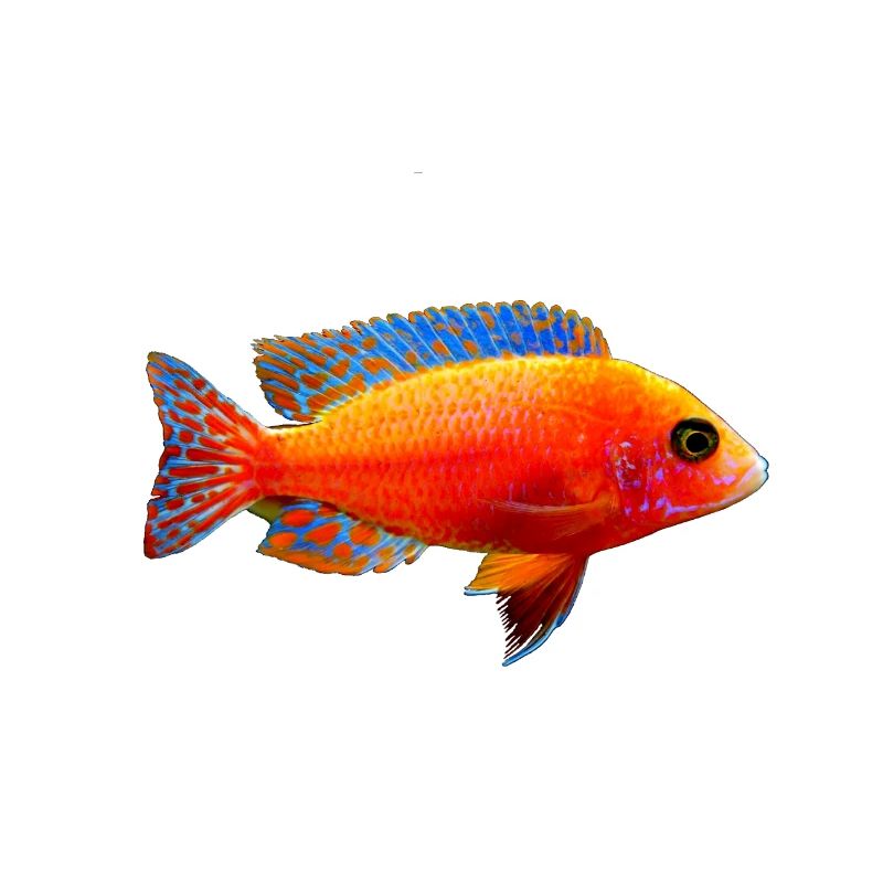 Fisch bunt