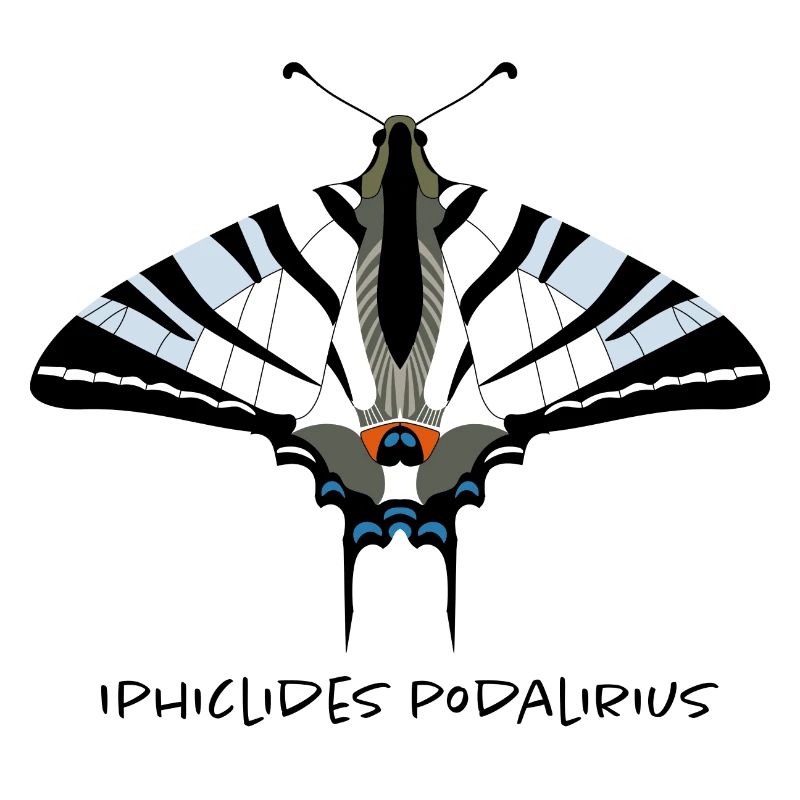 Papillon papillon