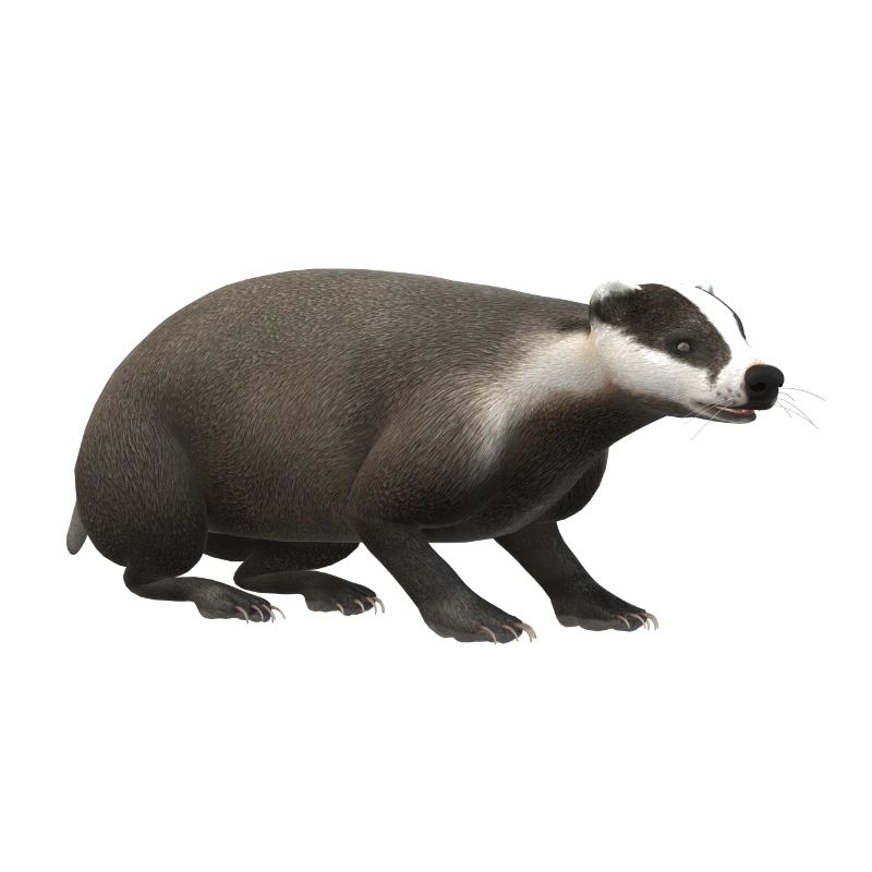 Blaireau 3D