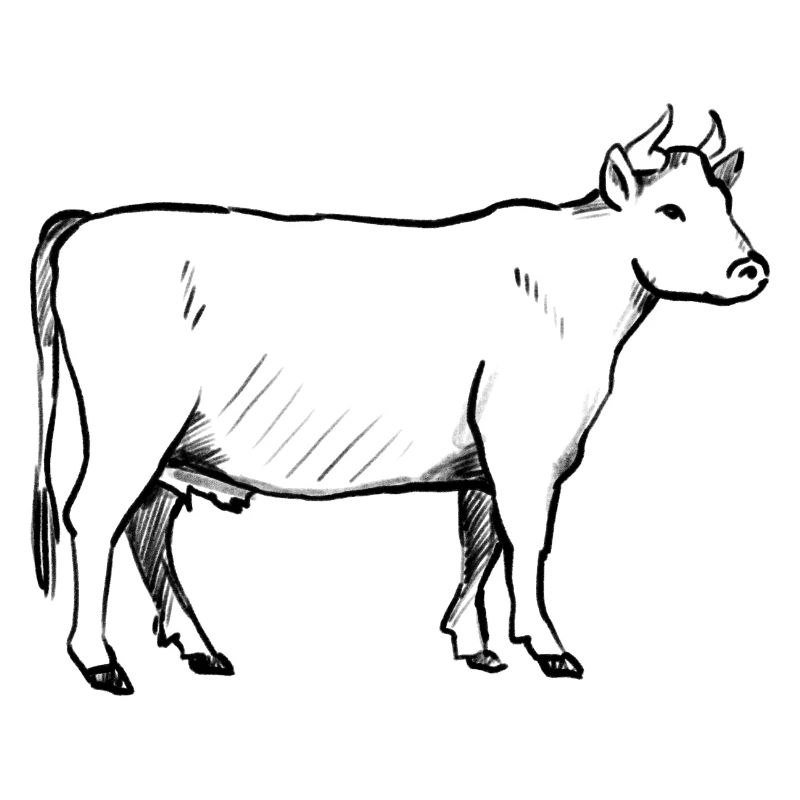 A cattle (hand-drawn)