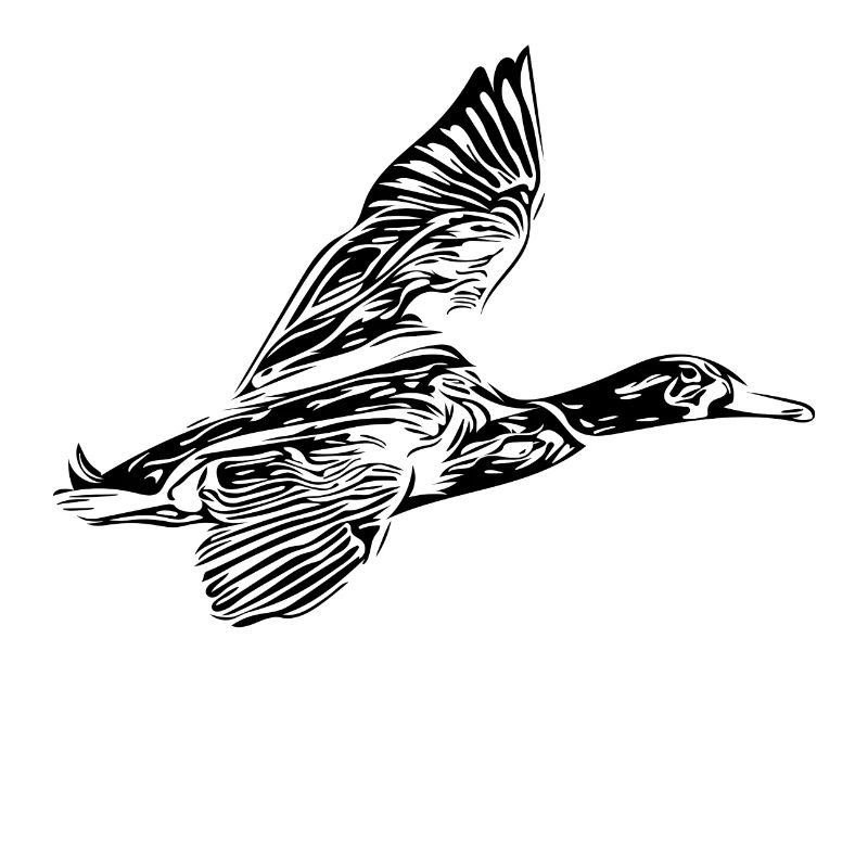 duck
