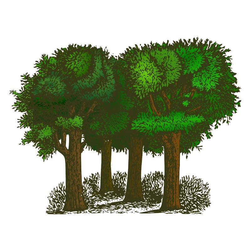 foresta