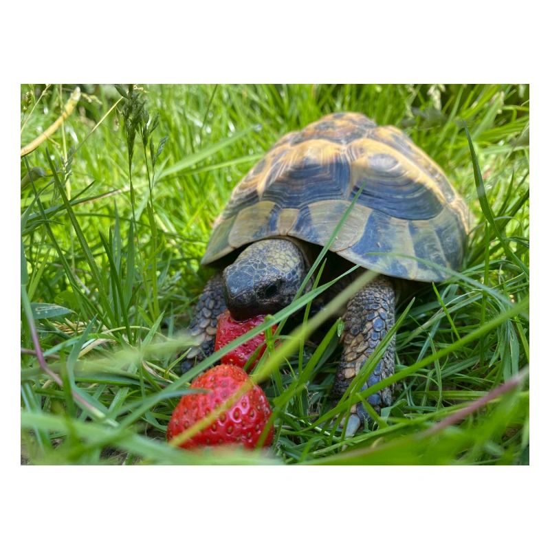 Schildkröte & Erdbeeren
