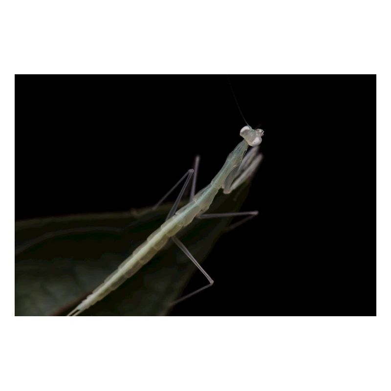Sinomantis denticulata Nymphe - Glasmantis