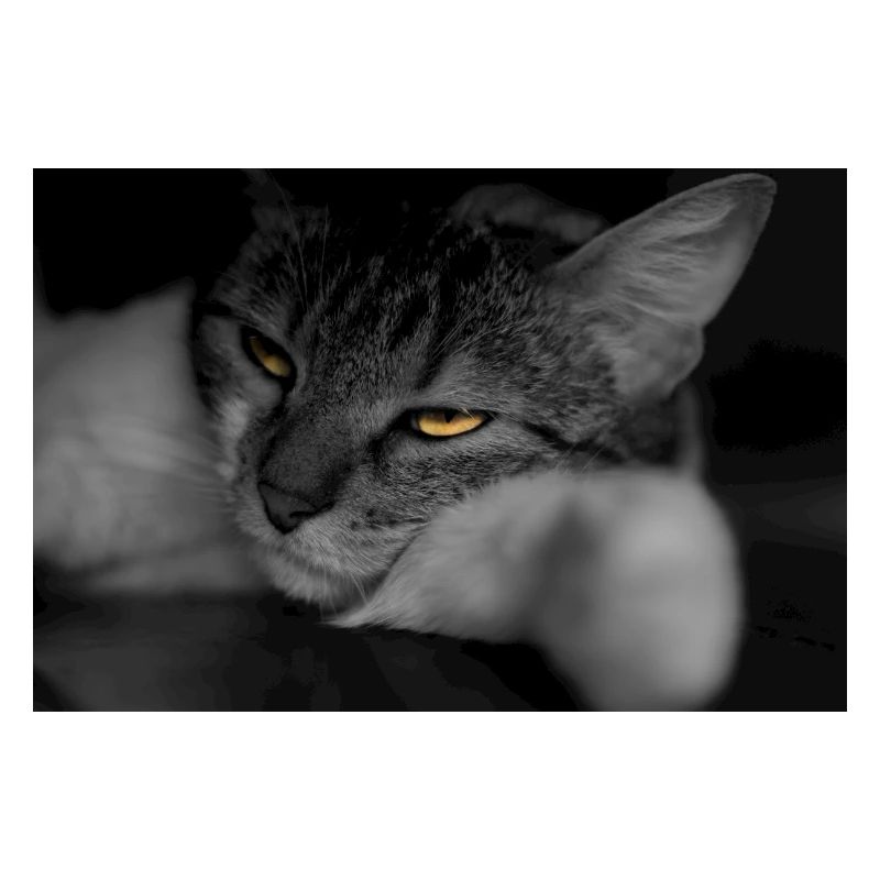 The cat with the terrible look