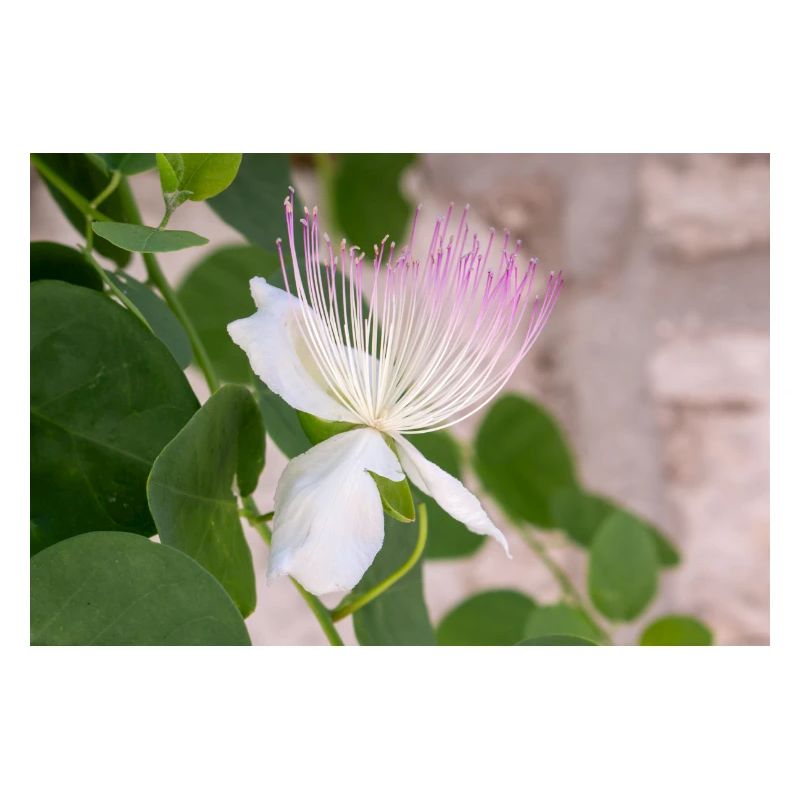 caper bush also Flinders rose Capparis spinosa