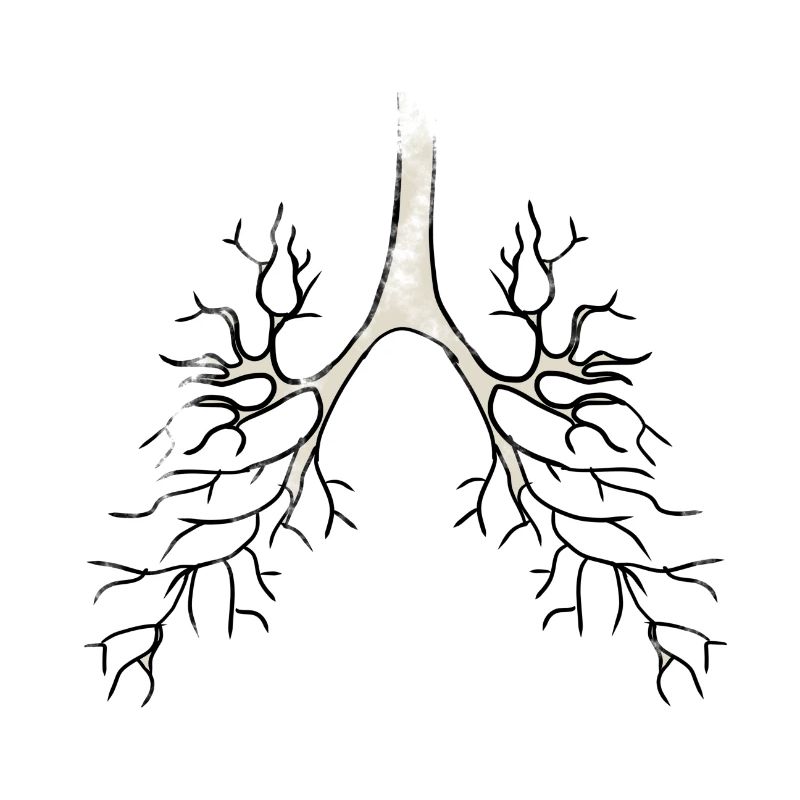 Bronchique Anatomie