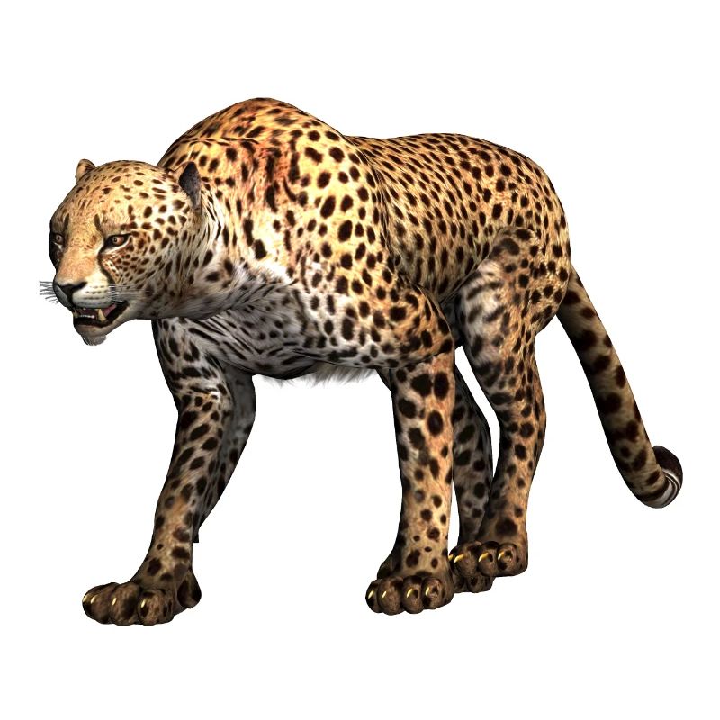 Gepard - Leopard