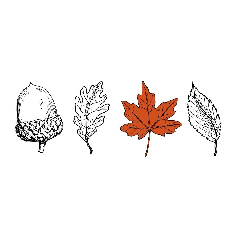 Feuillage forestier feuilles automne chêne hêtre cadeau