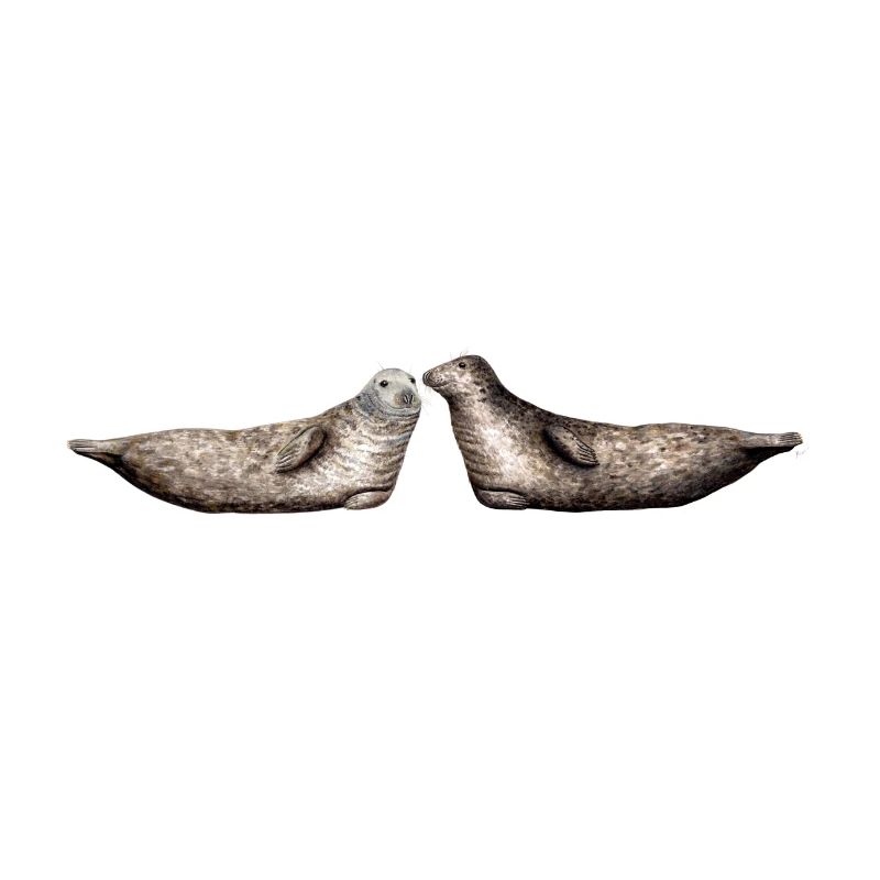 Phoque gris - Les phoques gris - gris Phoques