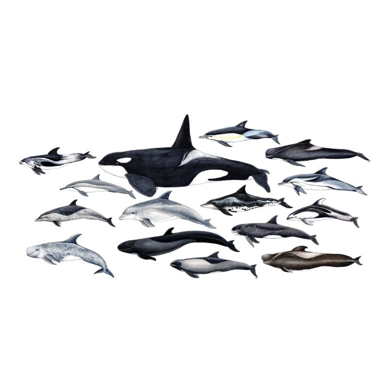Dauphins - dauphins - Dauphins - Delphinidae