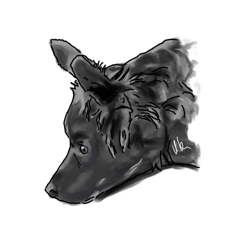 Australian Shepherd