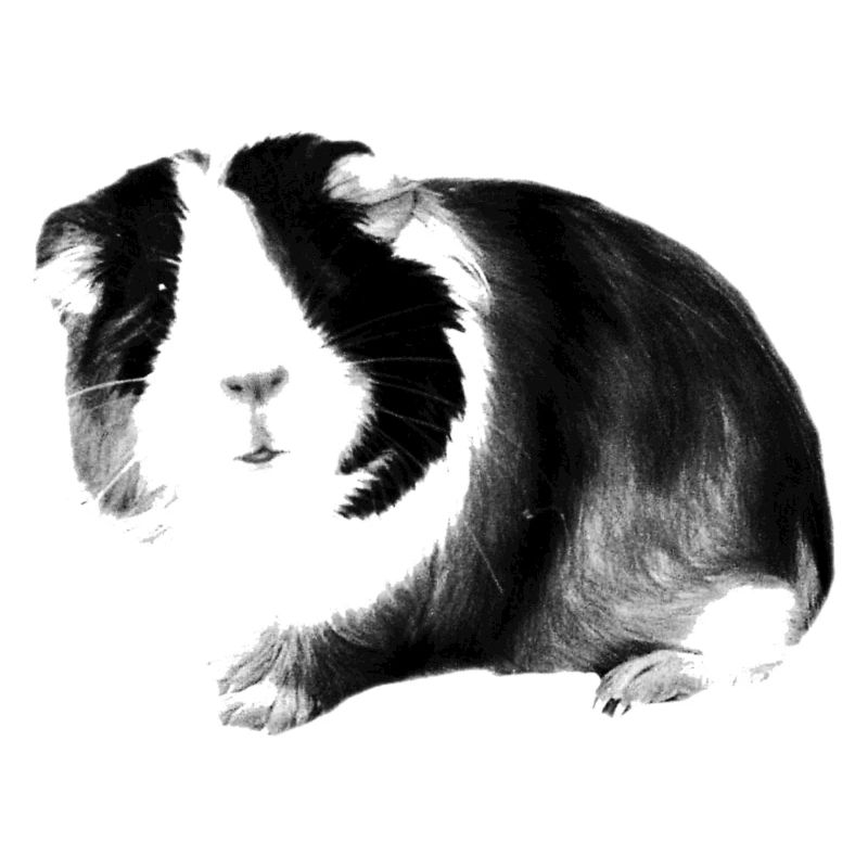 guinea pig