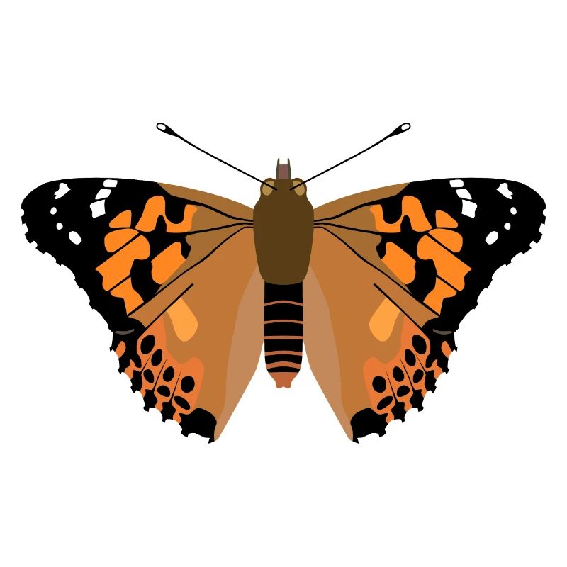 Papillon