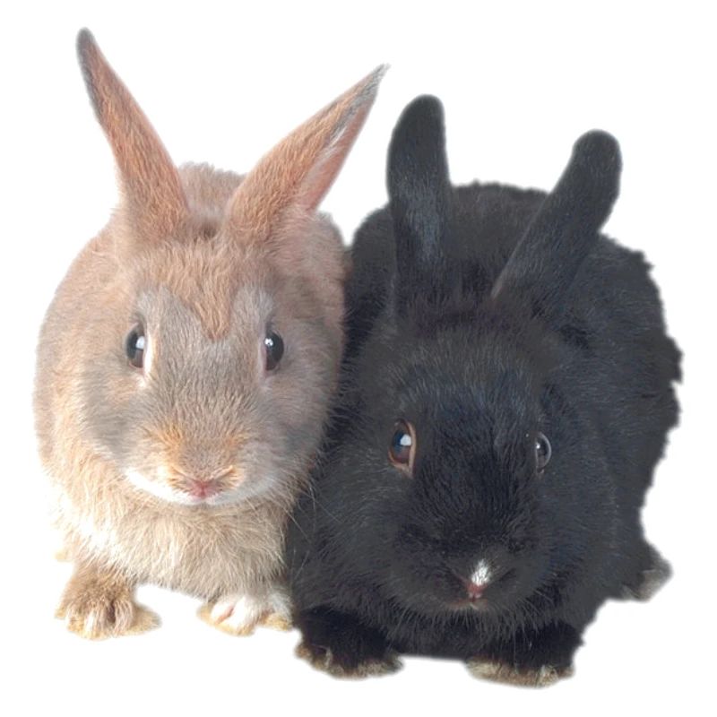 Easter Black Brown Rabbits