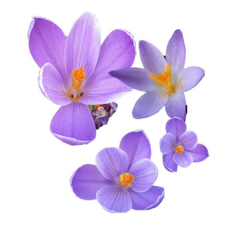crocus, crocus, fleurs, violet, fleur