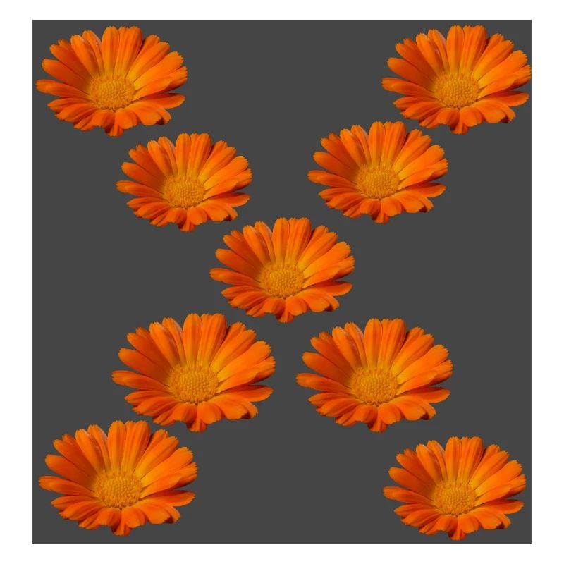 Ringelblume