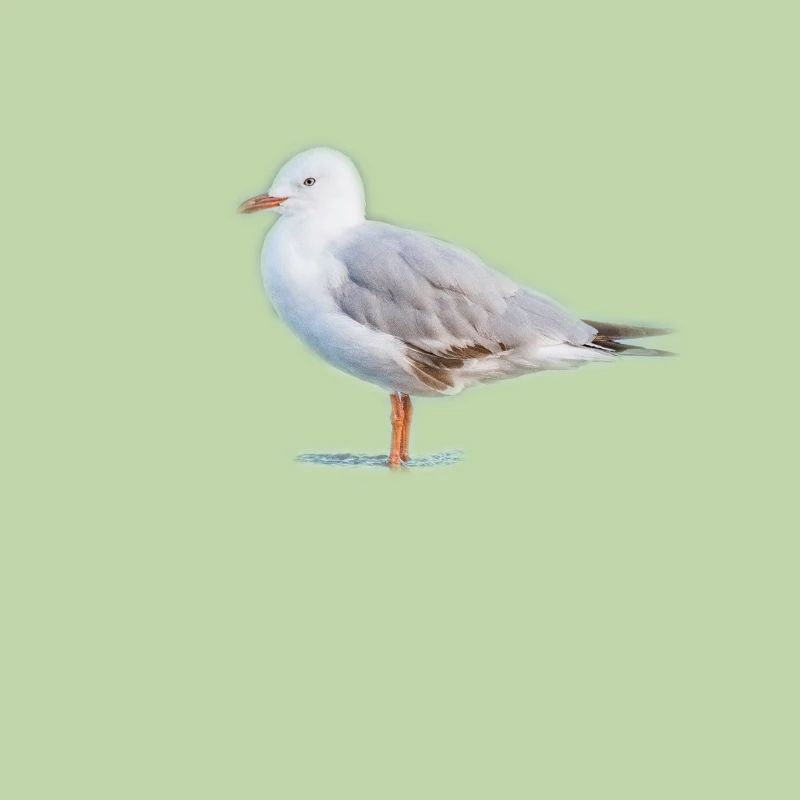Möwe