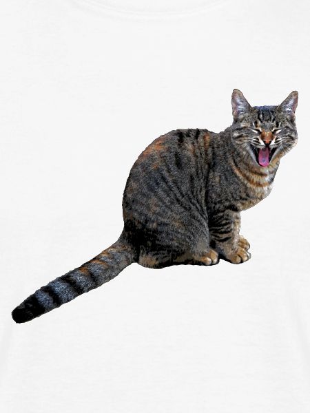 katze