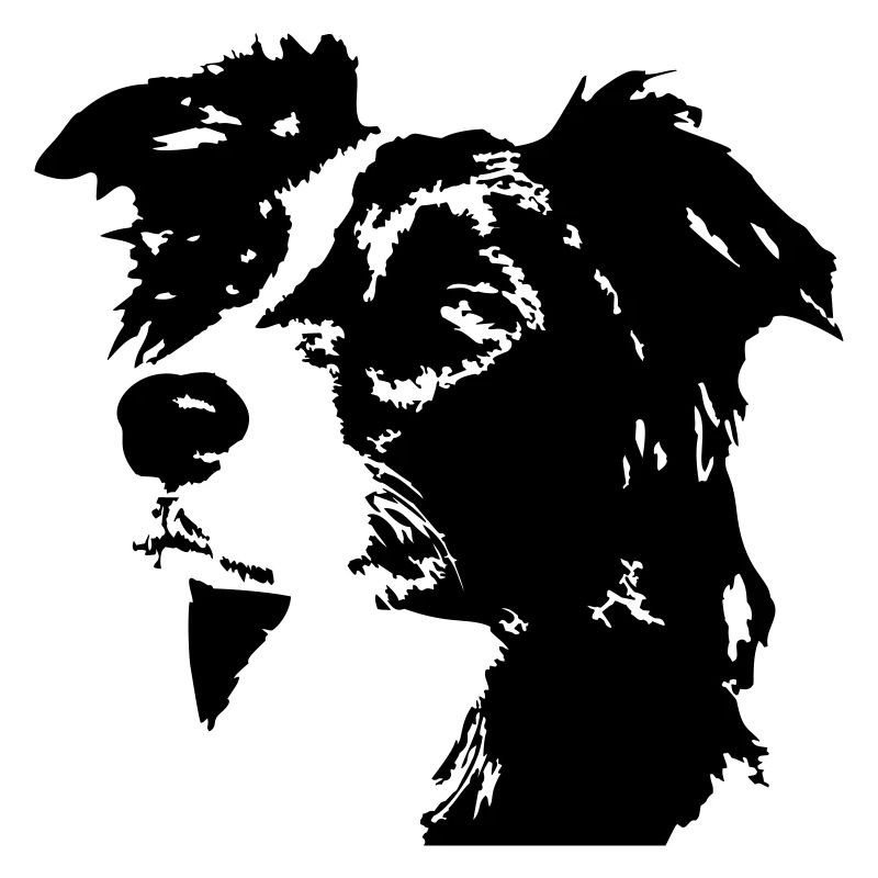 Border Collie Kopf