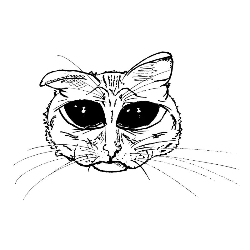 Chat chaton triste mignon yeux écarquillés