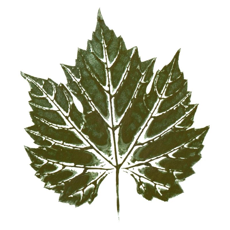 Grape leaf GREEN - leaf print - WINER & GARDEN