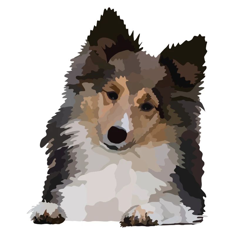 Dani, le Sheltie