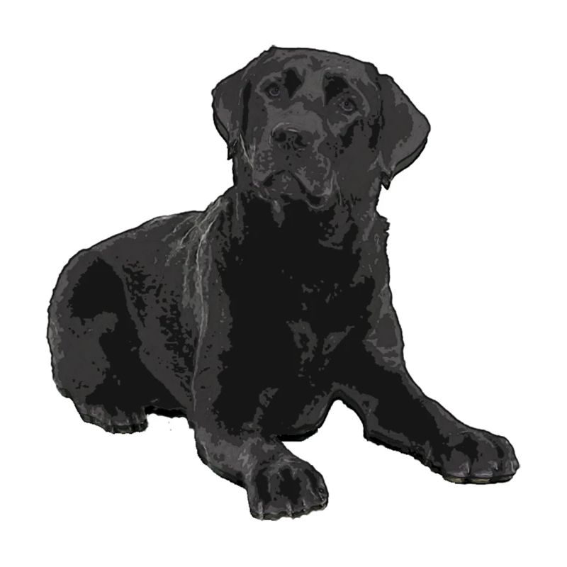 Schwarzer Labrador