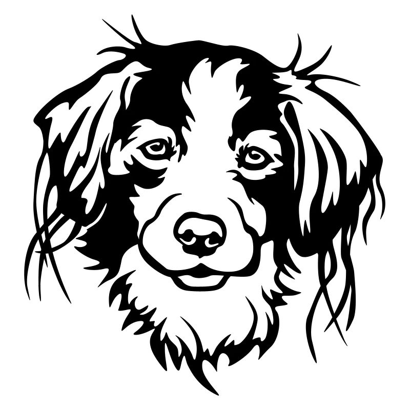 Kooikerhondje head