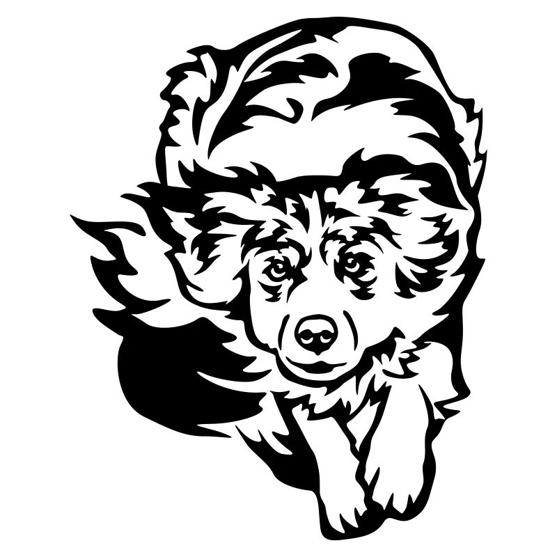 Australian Shepherd